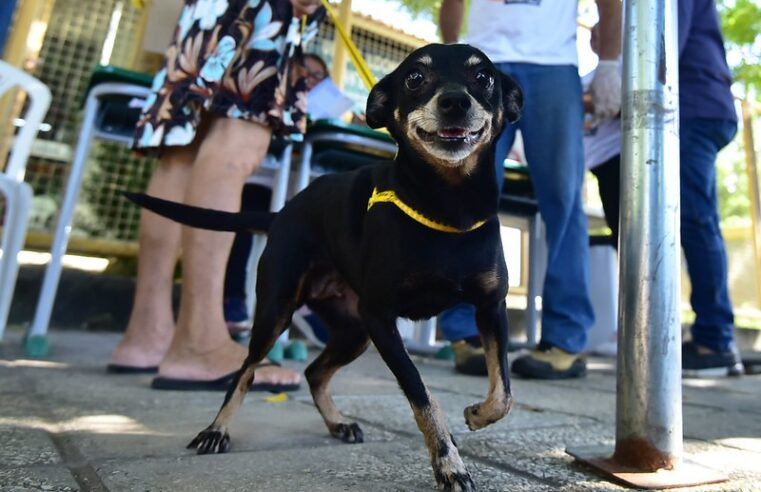 Mossoró inicia campanha de vacinação antirrábica em cães e gatos