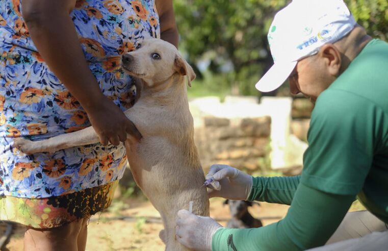 Mossoró inicia vacinação contra raiva em cães e gatos na sexta-feira
