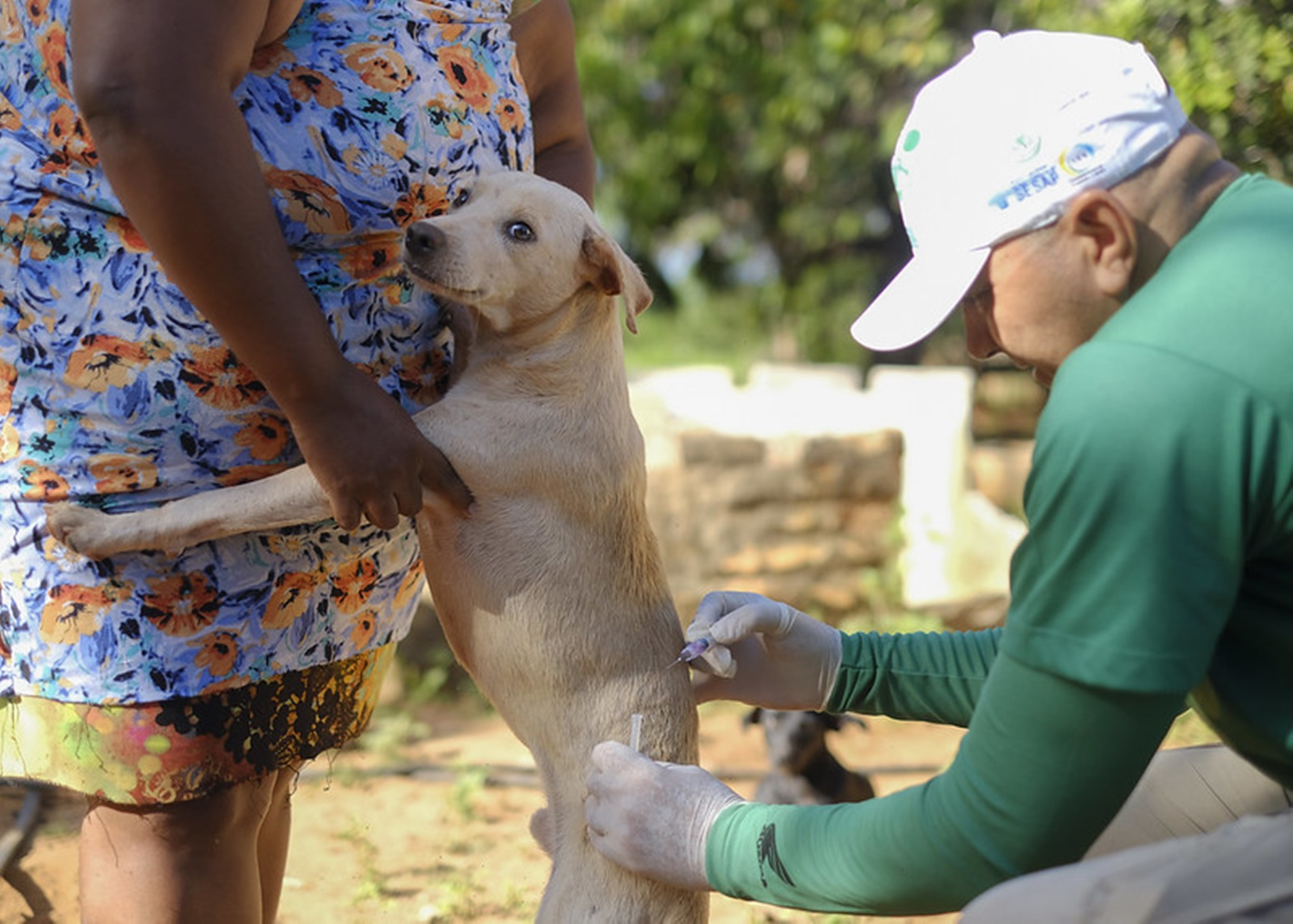 Mossoró inicia vacinação contra raiva em cães e gatos na sexta-feira