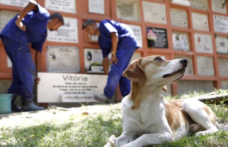 Projeto autoriza que animais de estimação sejam sepultados em cemitérios públicos
