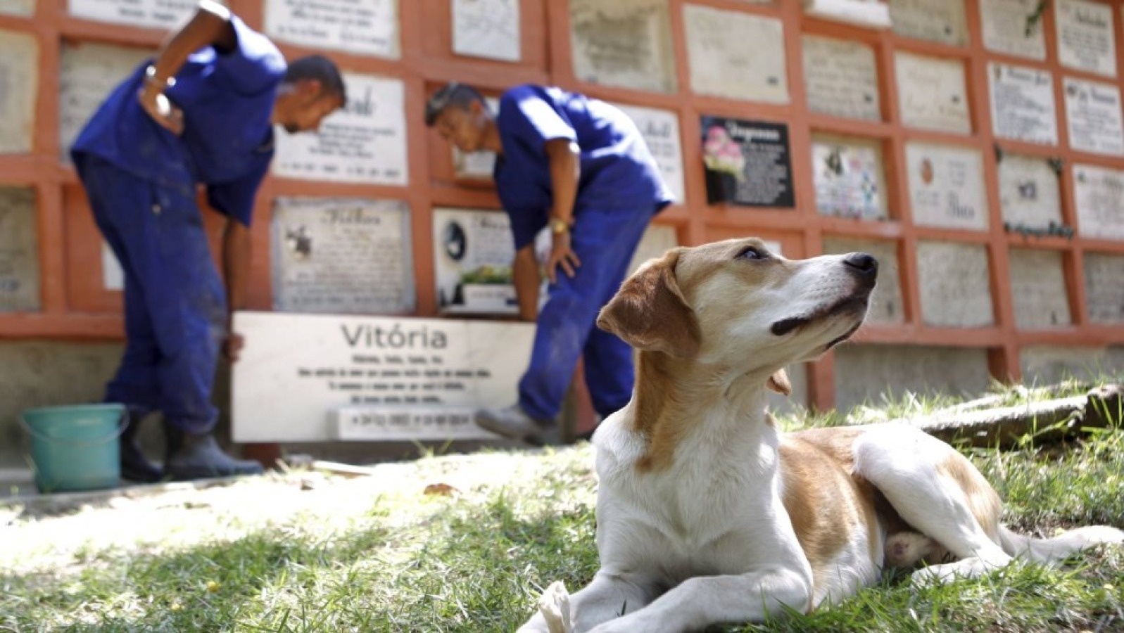 Projeto autoriza que animais de estimação sejam sepultados em cemitérios públicos