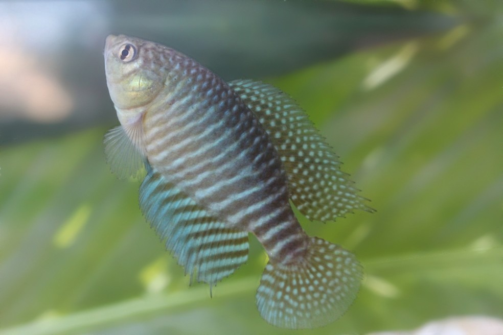 Nova espécie de peixe é descoberta por pesquisadores em bacia do Rio Trairi no RN