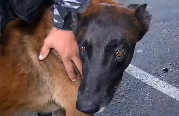 Cão farejador de Mato Grosso chega para auxiliar buscas por fugitivos da Penitenciária de Mossoró