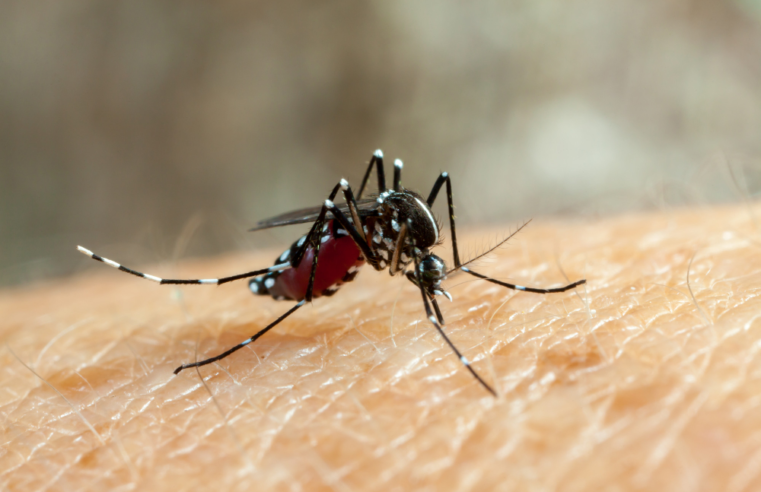 RN confirma primeira morte por dengue em 2024