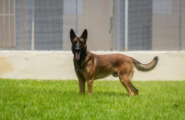 Cão farejador da Polícia Civil do RN morre após ser atacado por enxame de abelhas