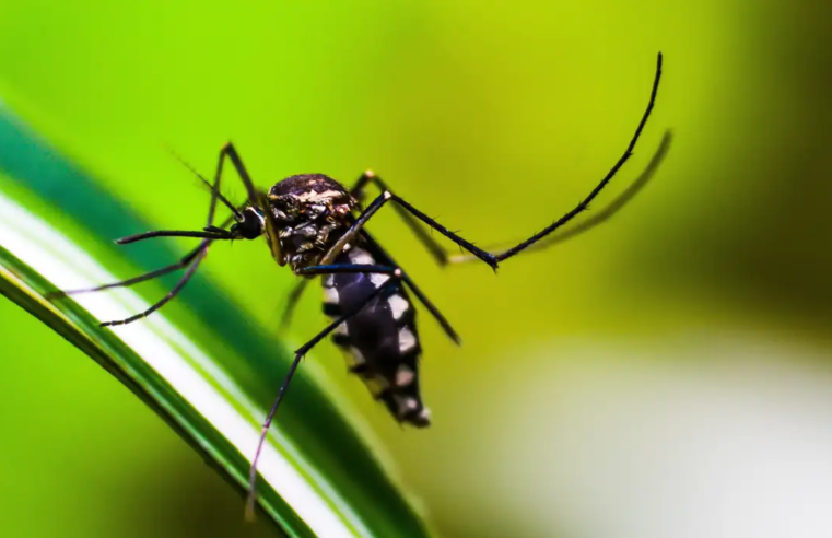 Brasil se aproxima de 6 milhões de casos e 4 mil mortes por dengue