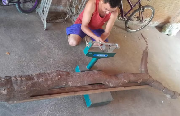 Agricultor colhe macaxeira de 44 quilos e mais de 3 metros no interior do RN