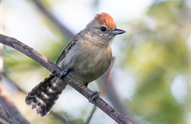 Pesquisadores do RN e do PA descobrem nova espécie de pássaro na caatinga