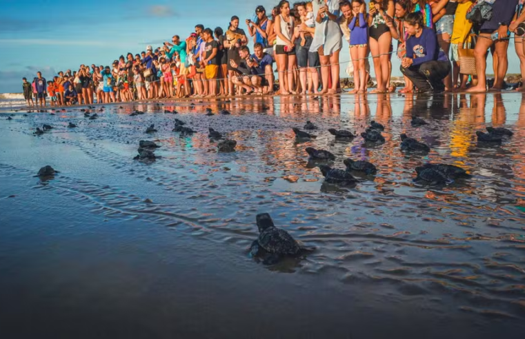 Cerca de 70 filhotes de tartaruga são soltos em praia do Litoral Norte do RN