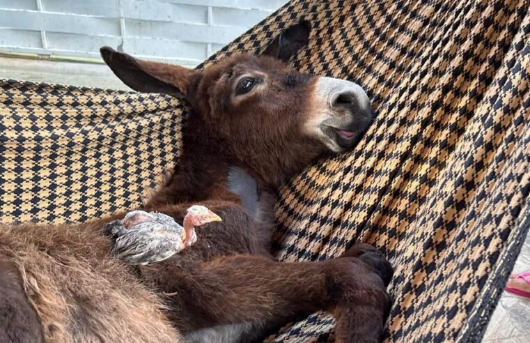 Família cria jumento como animal de estimação: ‘Adora o balanço da rede’