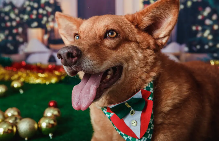 Animais domésticos terão direito a RG com cadastro nacional