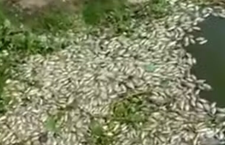 Centenas de peixes aparecem mortos em barragem de Mossoró
