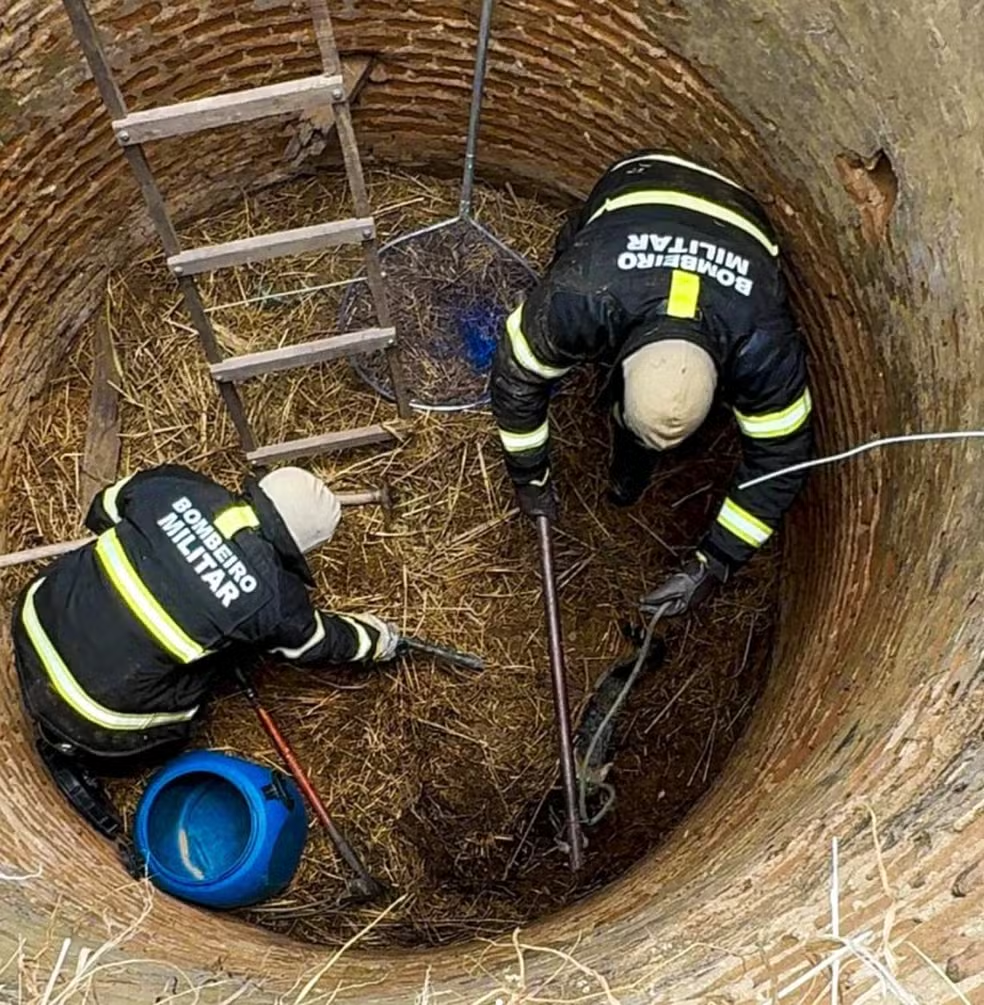 Raposa é resgatada por bombeiros após passar 4 dias presa em poço desativado