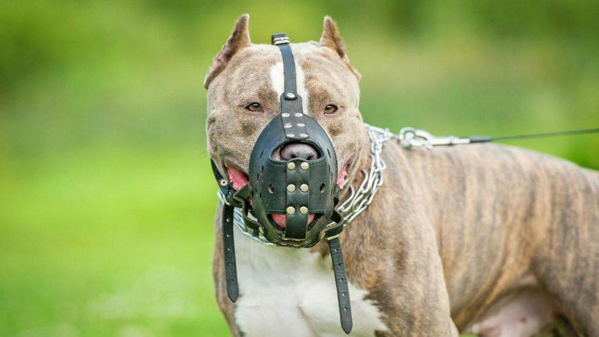 Projeto de lei propõe uso obrigatório de focinheira para cães de grande porte no RN