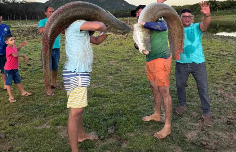 Pescadores capturam três pirarucus com mais de 60 kg no interior do RN