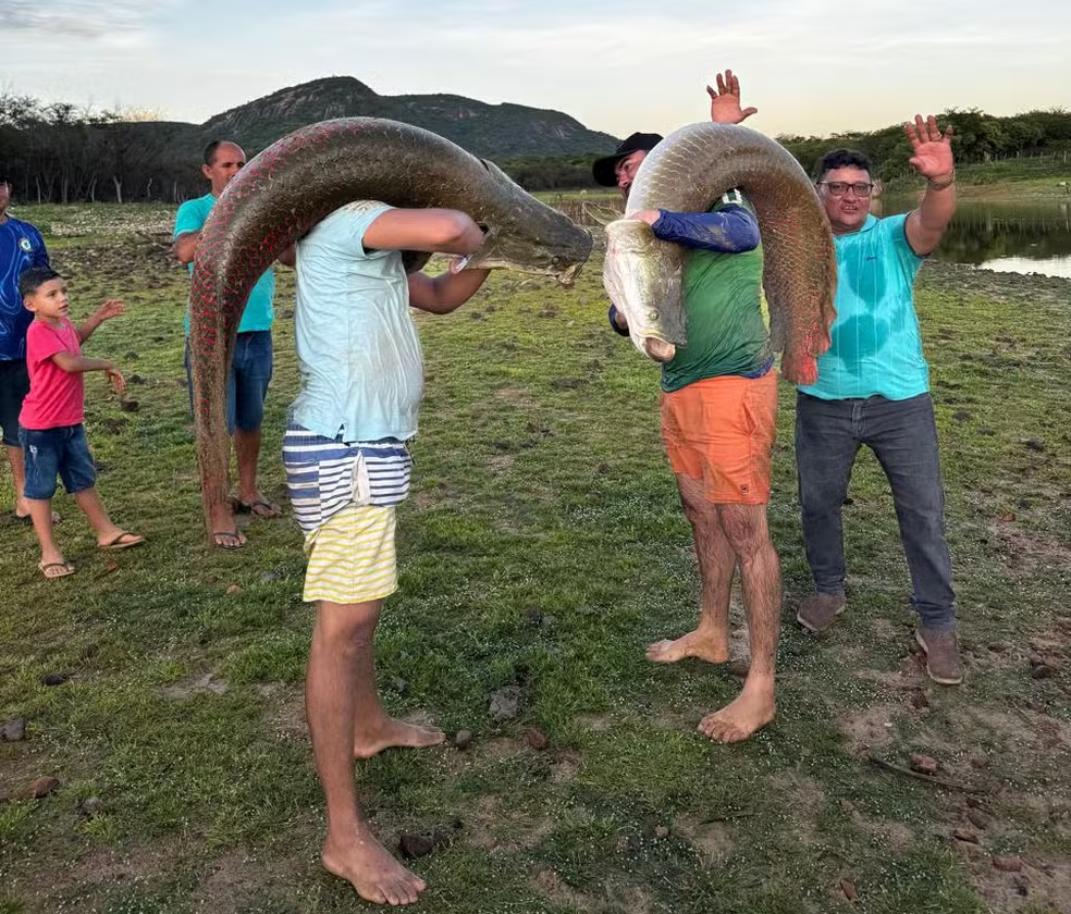 Pescadores capturam três pirarucus com mais de 60 kg no interior do RN