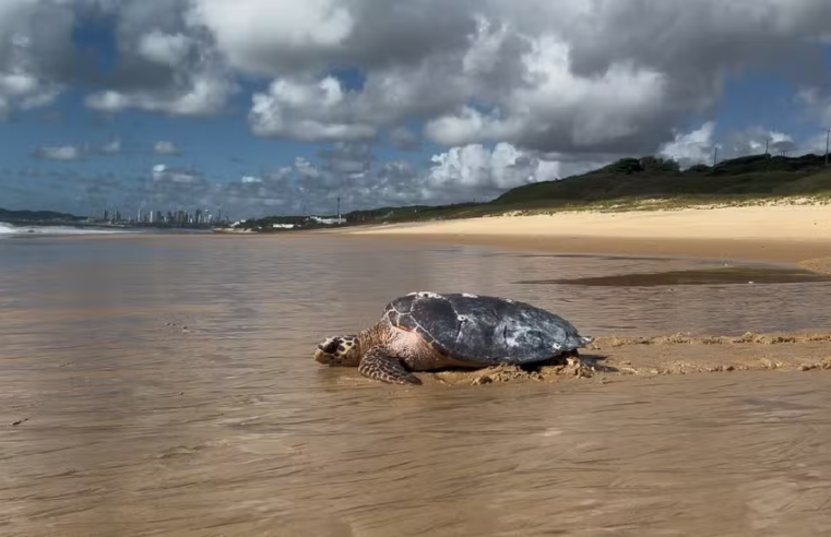 Tartaruga marinha resgatada desidratada é devolvida ao mar após recuperação