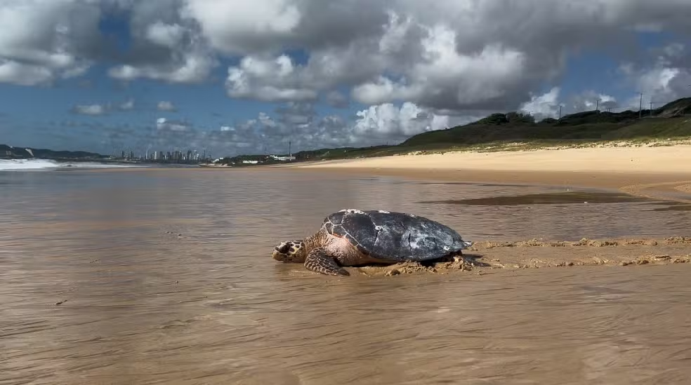 Tartaruga marinha resgatada desidratada é devolvida ao mar após recuperação