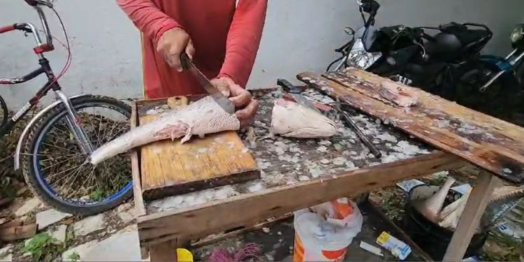 Mossoró terá 14 pontos de venda de peixe a R$ 10 na Semana Santa