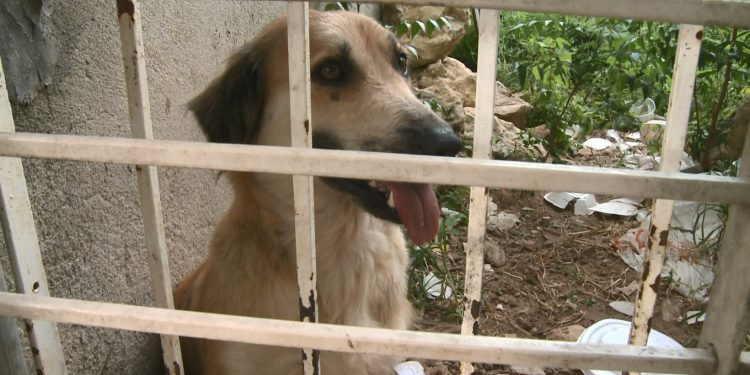 Cadela é resgatada após ser mantida sem comida e trancada com cadeado