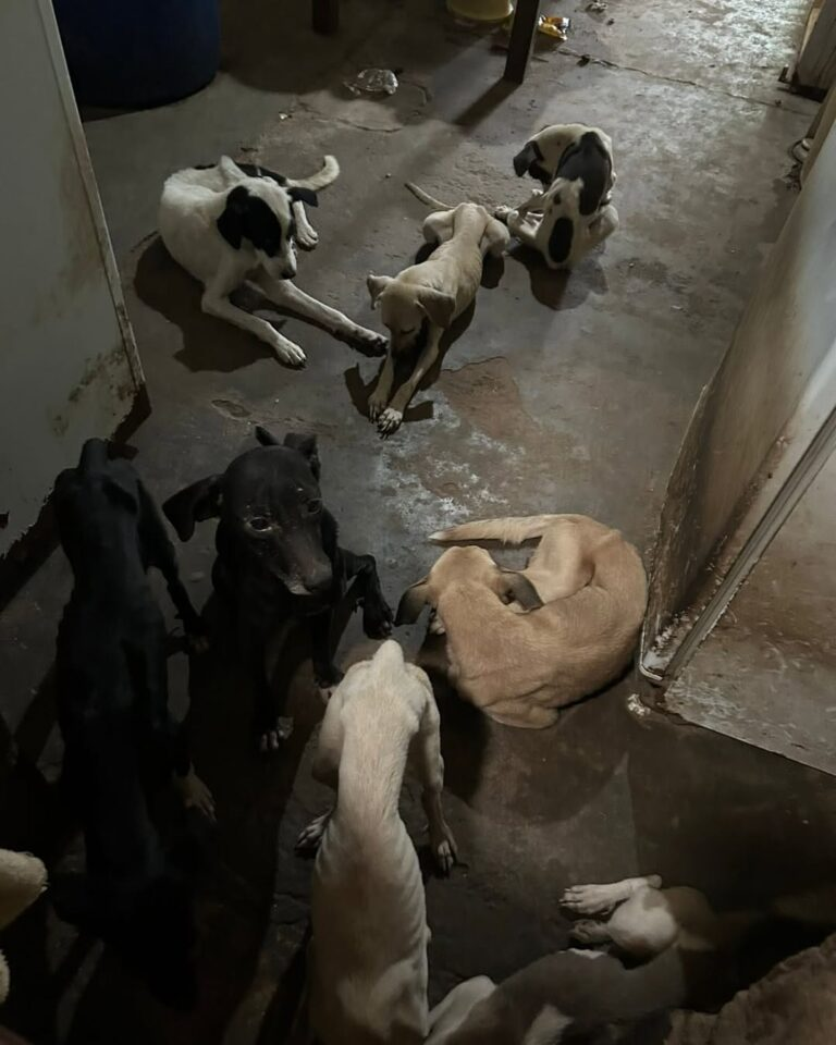 Polícia resgata cerca de dez cães em situação de maus-tratos em Mossoró