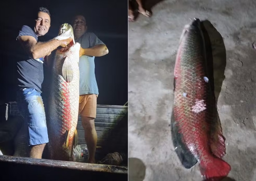 Pescadores capturam peixe de quase 60 quilos no interior do RN