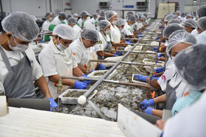 RN pode começar a exportar camarão para a China ainda em 2025