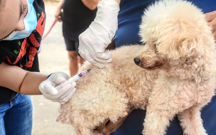 Mossoró inicia vacinação de cães e gatos nesta sexta-feira (1º)