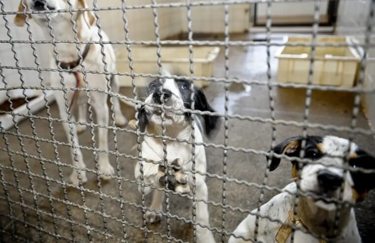 Lula sanciona lei que proíbe uso de animais em testes cosméticos