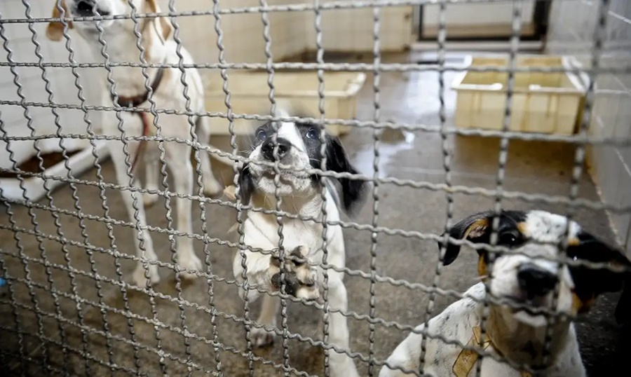 Lula sanciona lei que proíbe uso de animais em testes cosméticos