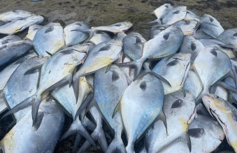 Pescadores capturam mais de 7 toneladas de peixes em dois dias