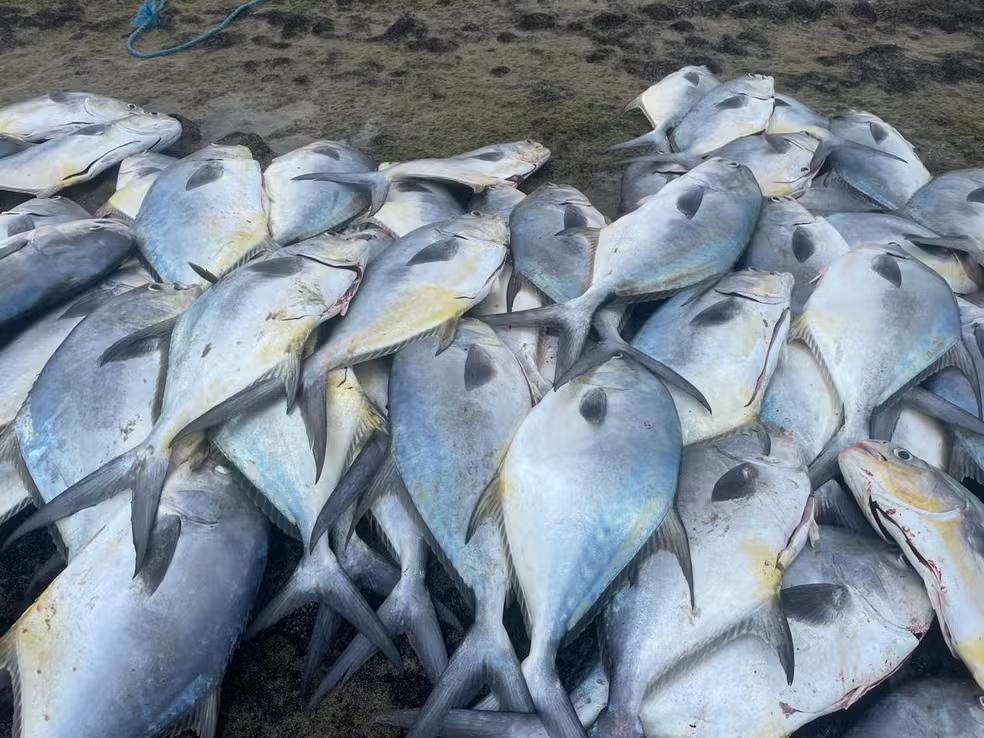 Pescadores capturam mais de 7 toneladas de peixes em dois dias