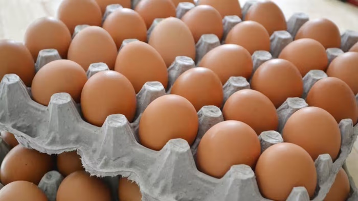 Mossoró é maior produtor de ovos de galinha do RN