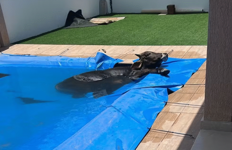 Boi é encontrado dentro de piscina em casa no interior do RN
