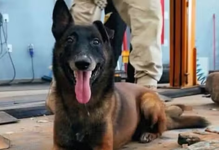 Morre Ziah, cão policial que ajudou na captura dos fugitivos de Mossoró