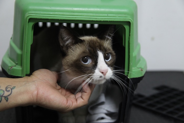 Vagas para castração de 150 gatos se esgotam em menos de 24h