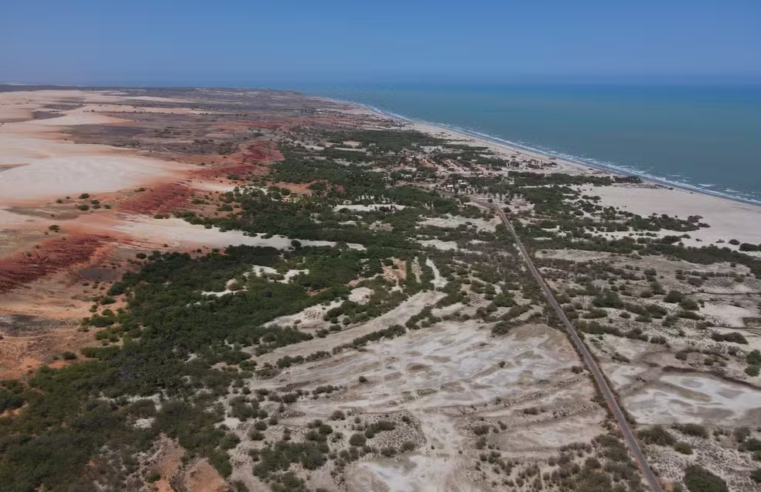 ‘Floresta’ de algarobas pode descaracterizar Dunas do Rosado, diz UFRN
