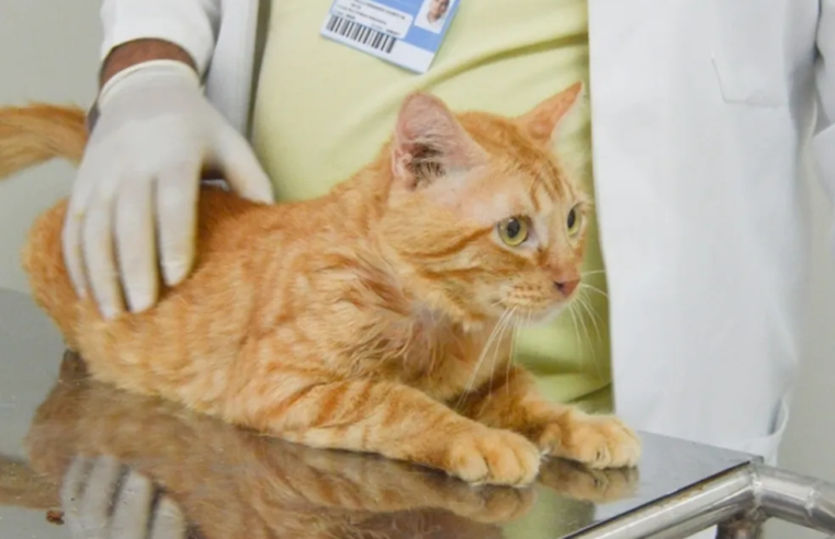 Cadastro para castração gratuita de gatos começa nesta segunda (8)