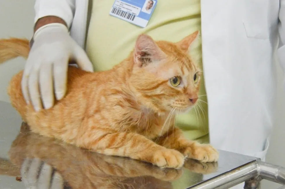 Cadastro para castração gratuita de gatos começa nesta segunda (8)