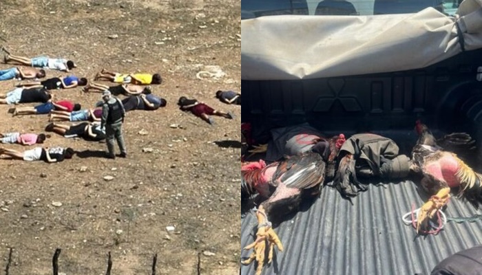 Polícia descobre rinha de galos e resgata 13 aves no interior do RN
