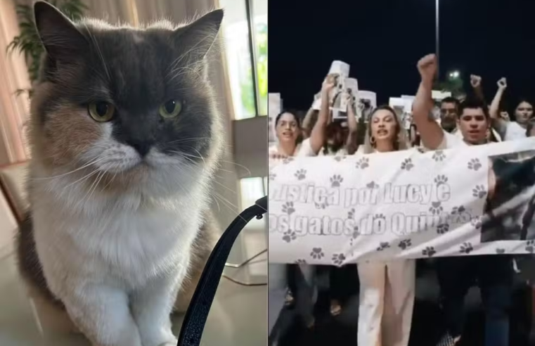 Morte de gata após captura em condomínio gera protesto em Mossoró
