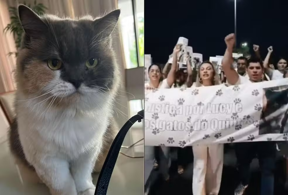 Morte de gata após captura em condomínio gera protesto em Mossoró