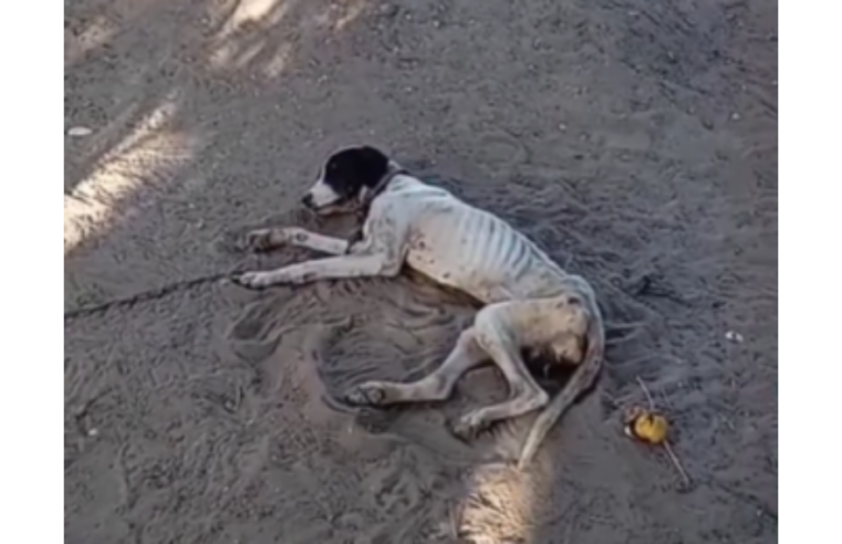 Família se muda de casa e deixa cachorro acorrentado em Mossoró