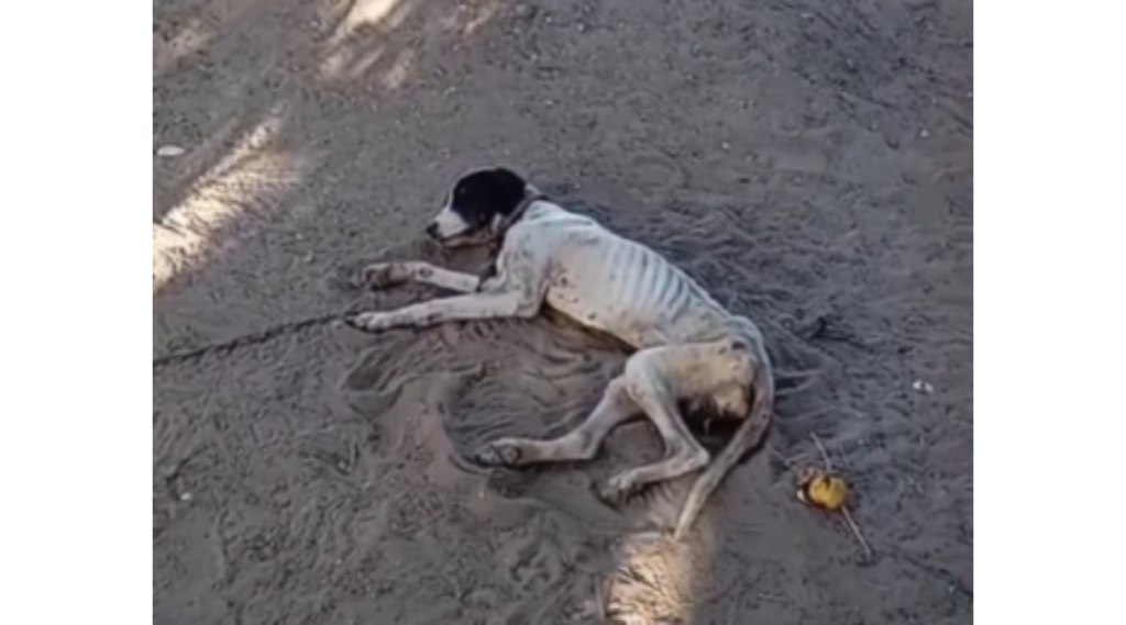Família se muda de casa e deixa cachorro acorrentado em Mossoró