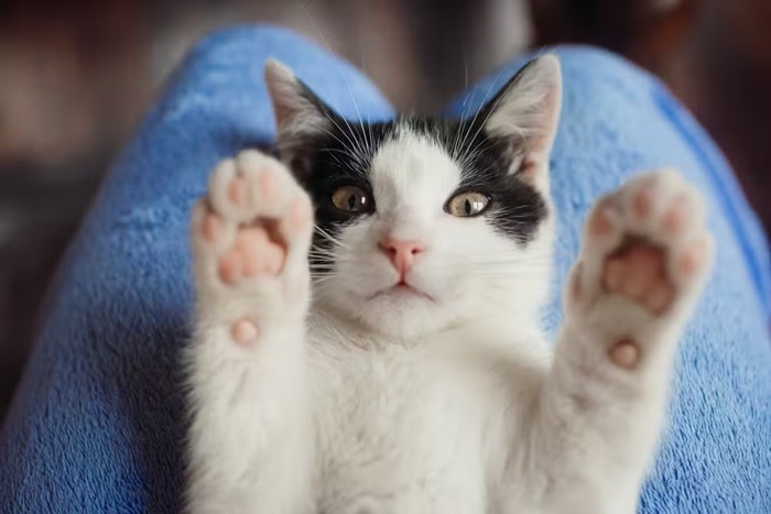 Ufersa oferece 100 vagas para castração de gatos em Mossoró