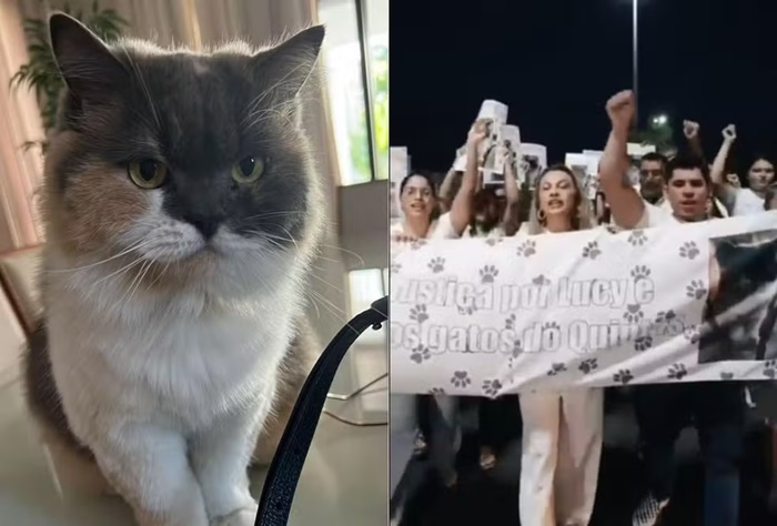 Lei Lucy proíbe captura e expulsão de animais comunitários