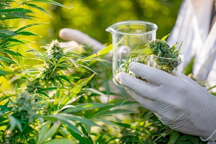 RN regulamenta acesso à cannabis medicinal pelo SUS
